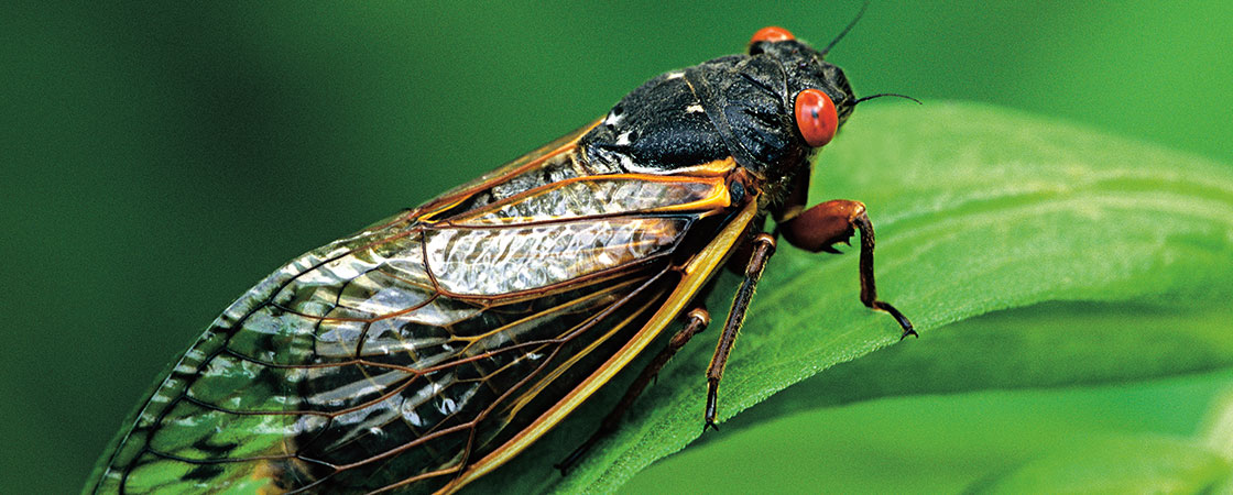 a cicada with red eyes sitting on a leaf