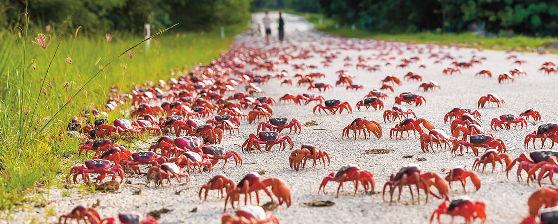 Image of a large crowd of crabs walking on a street