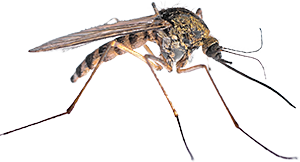 Image of a mosquito