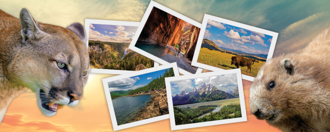Image of two animals with photos of different national parks