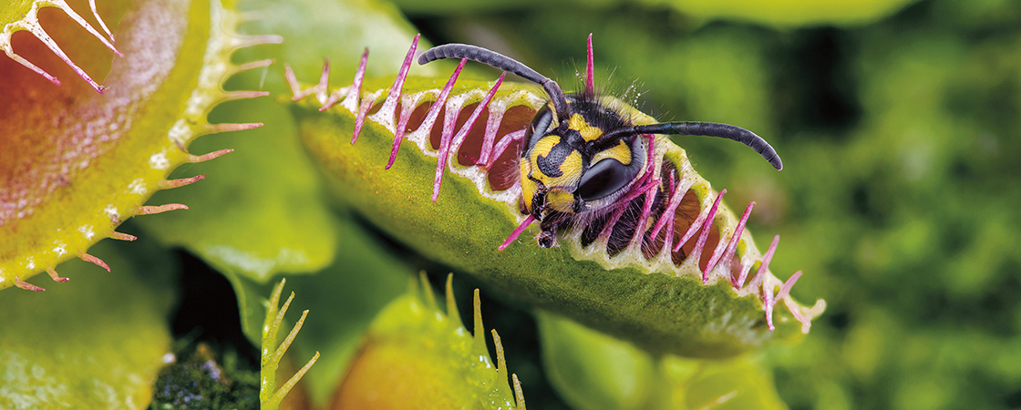 Image of bee caught in venus fly trap