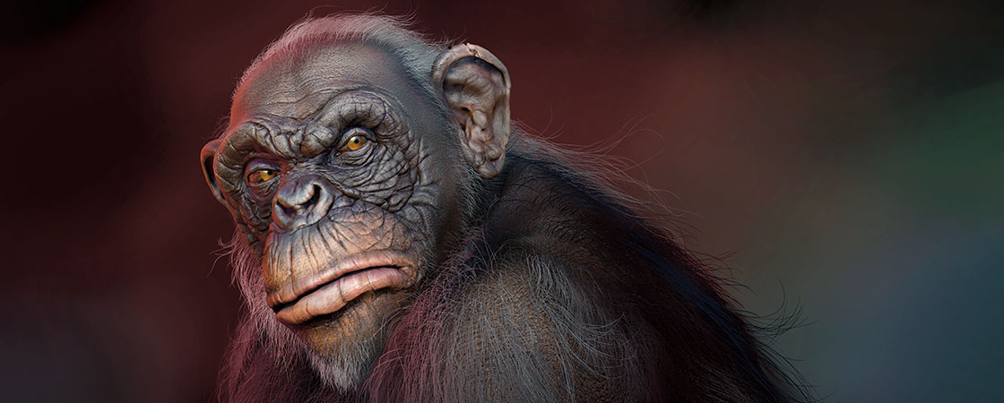 A close-up digital rendering of a chimpanzee with detailed facial features