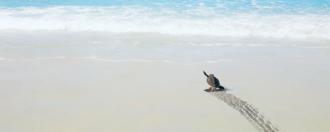 image of a turtle heading to the ocean